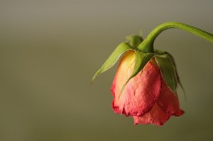 wilted-rose-jpg