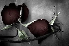 dead roses imagesCA0GAOMZ